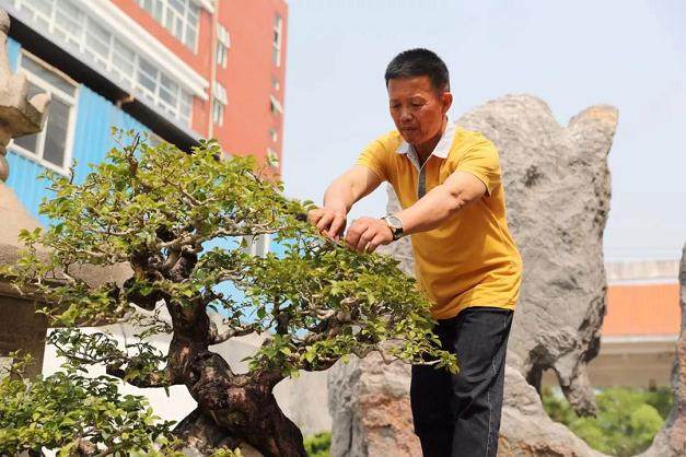 寄情闽派盆景 一起走进厦港艺术大师的微观世界