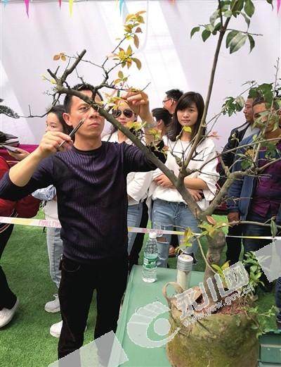 重庆首届盆景现场制作大赛举行 永川1人参赛
