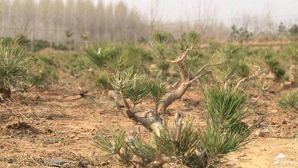 看着盆景比较赚钱 因为在网上可以卖到价格