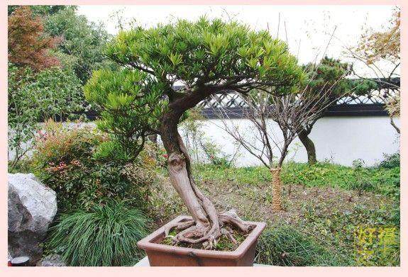 BCI国际盆景大师作品展览将于4月27日在上海植物园举办