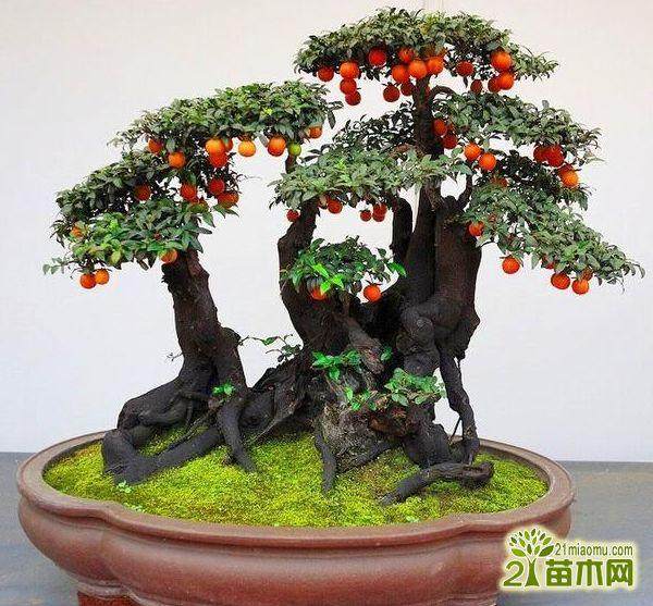 上海盆景博物馆改建后的展品挑选工作提供专业意见