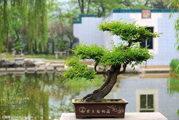 听说有次在北京的国际盆景大展 您一看就是半个月?