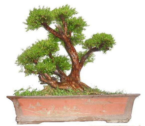 目前 苏派盆景有市场吗?