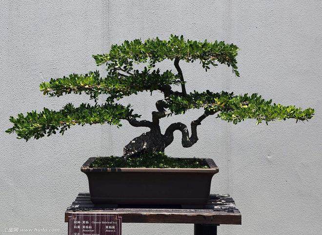 5种江西特色盆景植物根际微生物群落特征比较研究