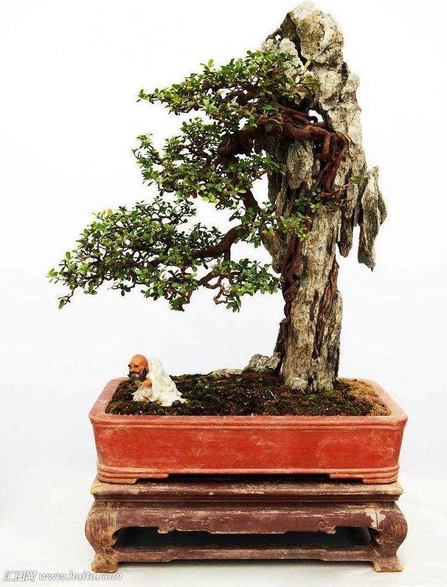 5种江西特色盆景植物根际微生物群落特征比较研究