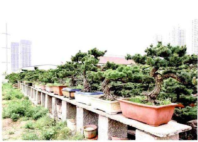 山东日照有个大阪松盆景园 盆景数量达几万株