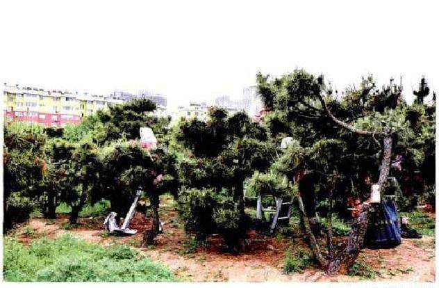 山东日照有个大阪松盆景园 盆景数量达几万株