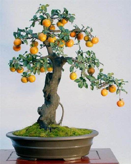 果树盆景的容器选择与土壤配制