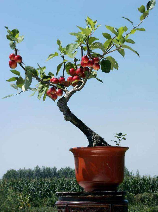 果树盆景的肥水管理与换盆