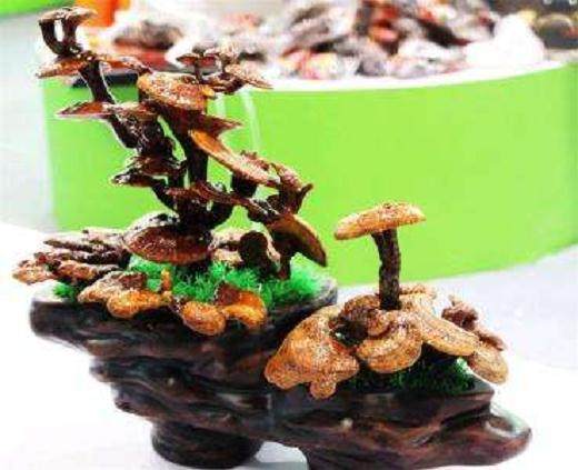 大袋灵芝盆景栽培技术