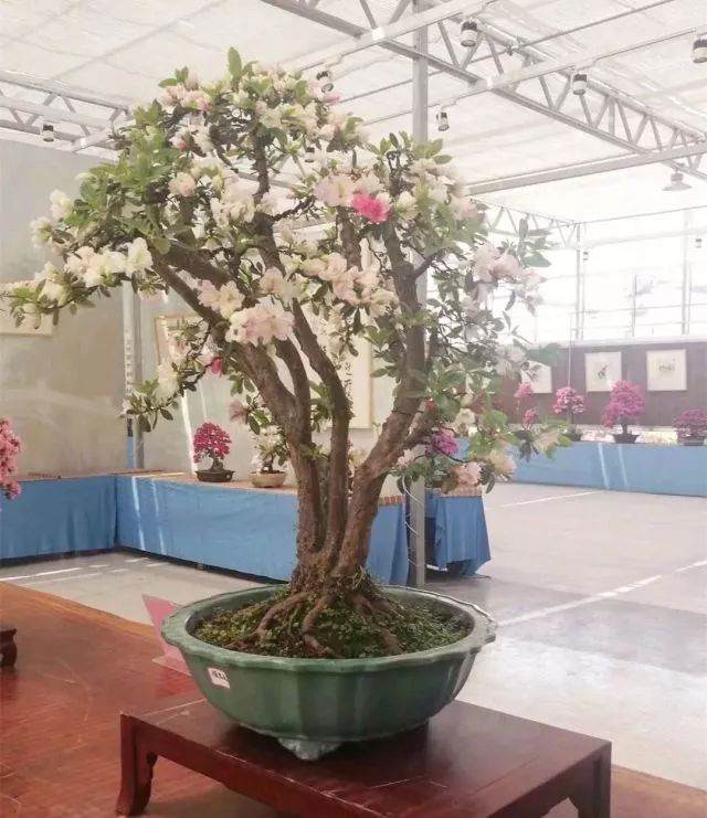 盆景艺术同样如此 但如今数十年 中国重商不重文