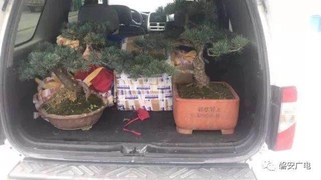 磐安村民6000元盆景被盗 俩小偷家住4层洋房&hellip;&hellip;