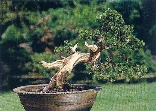 浅谈日本的舍利干盆景