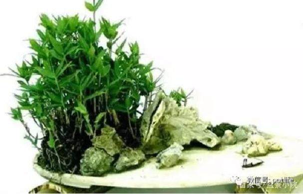 紫竹盆景的制作方法以及养殖注意事项