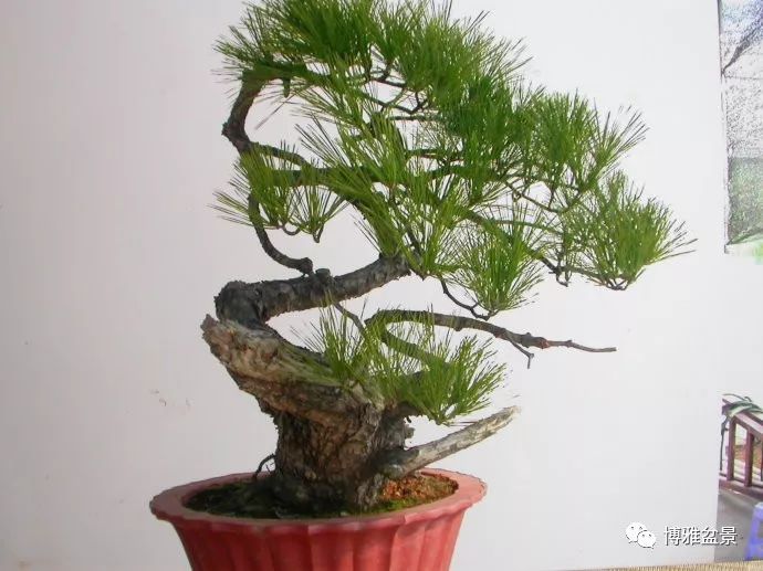 图解 悬崖黑松盆景怎么制作过程