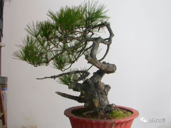 图解 悬崖黑松盆景怎么制作过程