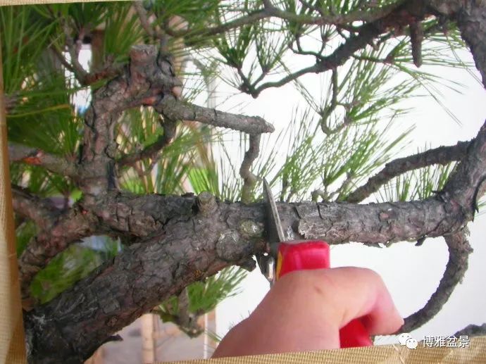 图解 悬崖黑松盆景怎么制作过程