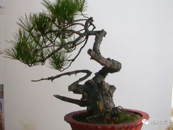 图解 悬崖黑松盆景怎么制作过程