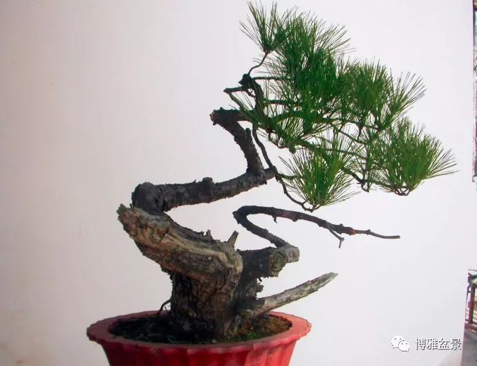 图解 悬崖黑松盆景怎么制作过程