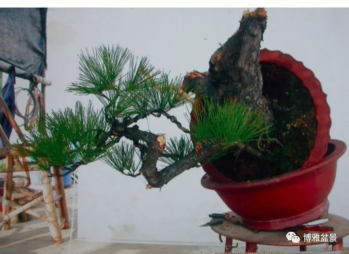 图解 悬崖黑松盆景怎么制作过程