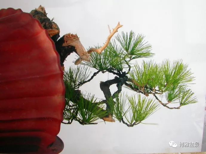 图解 悬崖黑松盆景怎么制作过程