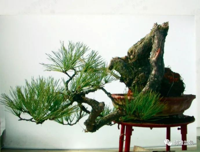 图解 悬崖黑松盆景怎么制作过程