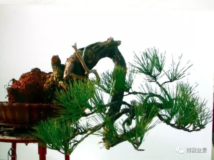 图解 悬崖黑松盆景怎么制作过程