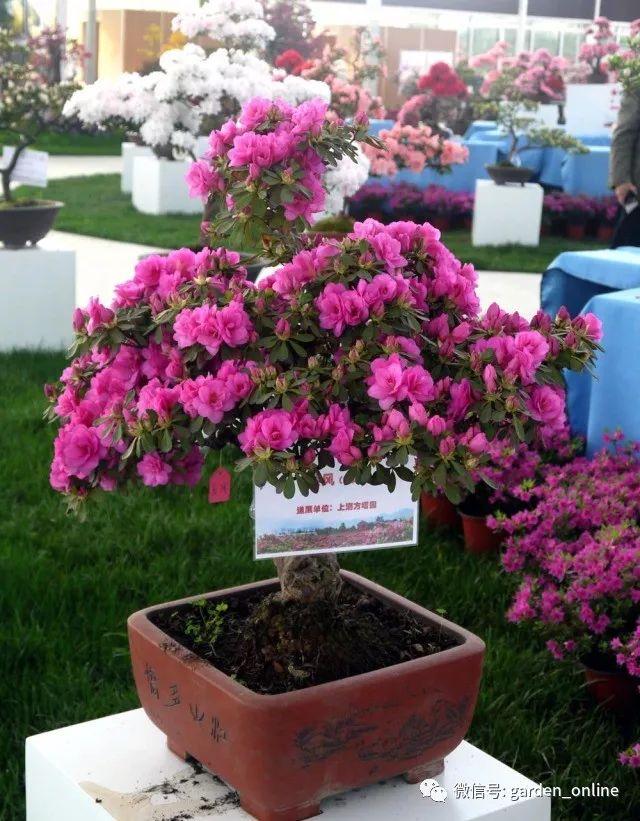 上海老桩西鹃盆景荣获第十五届中国杜鹃展中金奖
