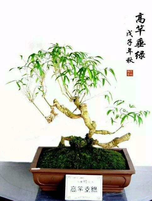 根茎竹盆景的病虫害防治