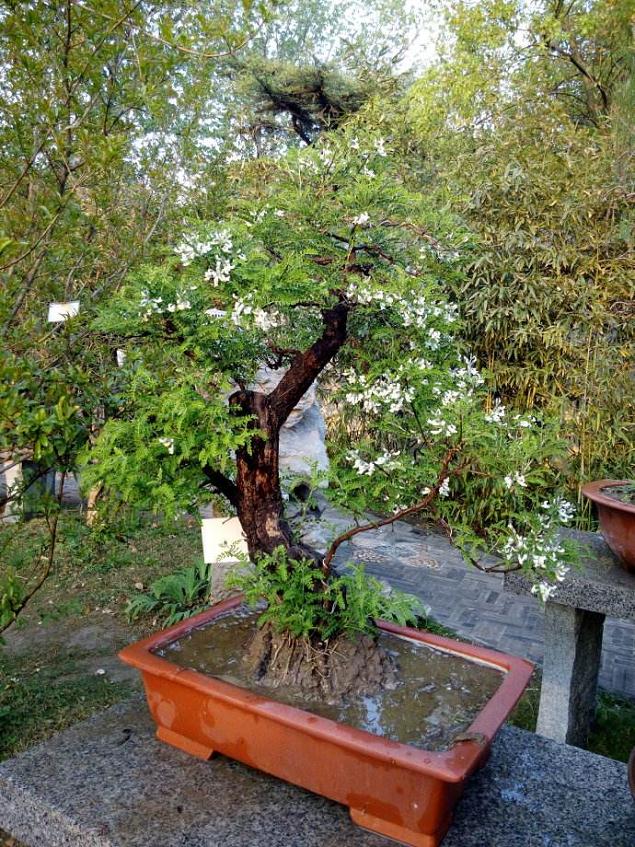 白刺花盆景的造型方法与养护管理