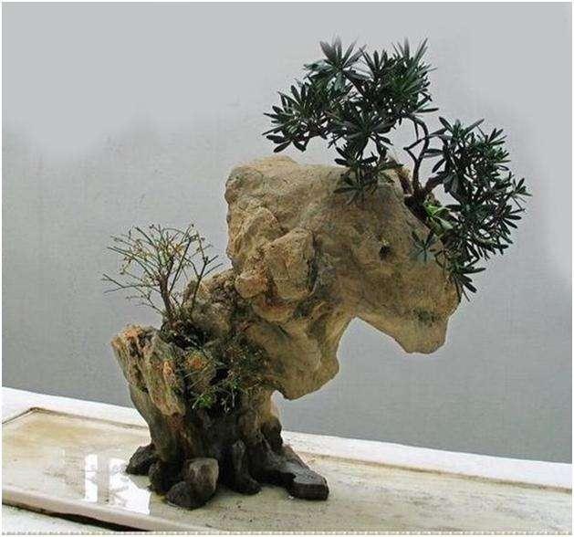 白榆附石式盆景的制作与养护