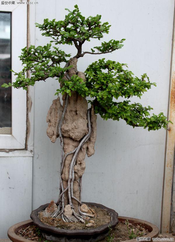 白榆附石式盆景的制作与养护