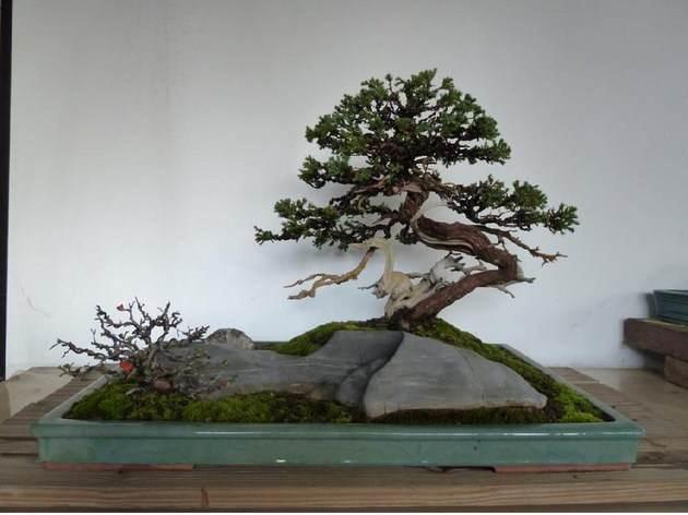 盆景成型后的养护管理