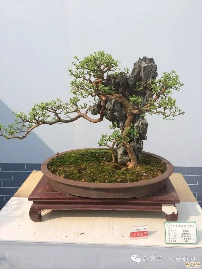 走进成都市温江区的盆景镇