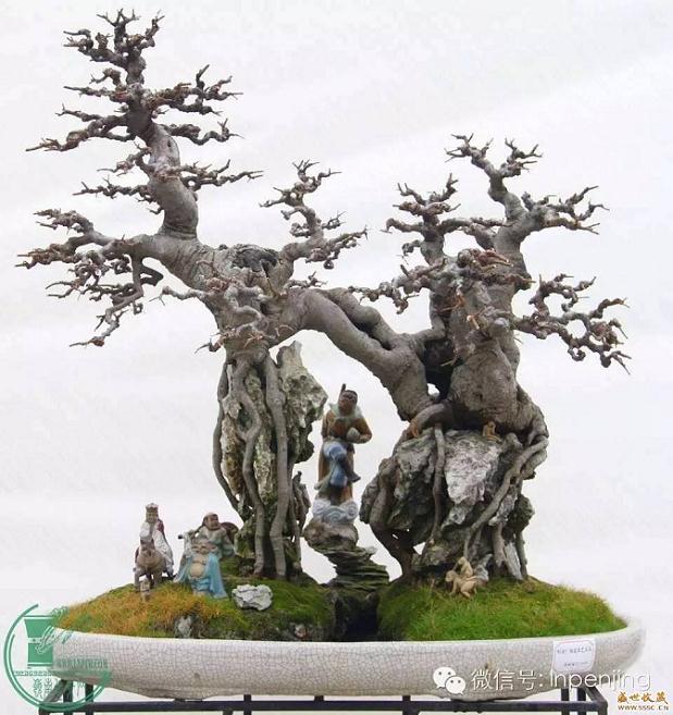 第七届盆景精品展在成都市温江区盛大开幕