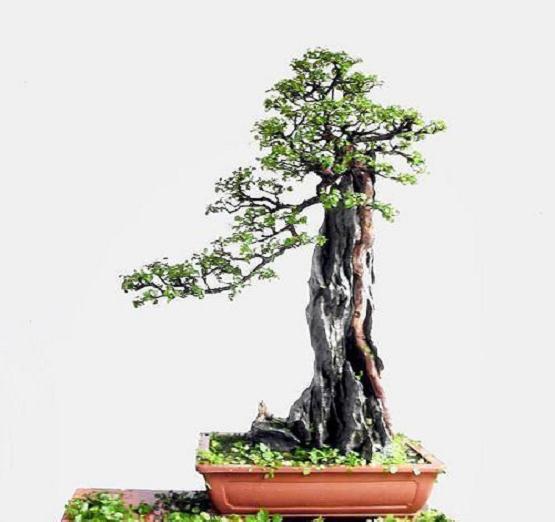 盆景蓓蕾绽放 把校园点缀成绚丽多姿的大花园