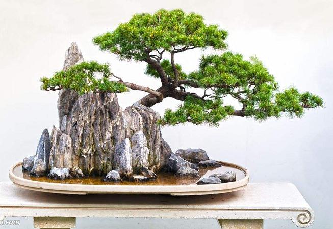 盆景蓓蕾绽放 把校园点缀成绚丽多姿的大花园