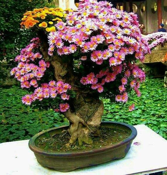 附桩式盆景菊花的栽培