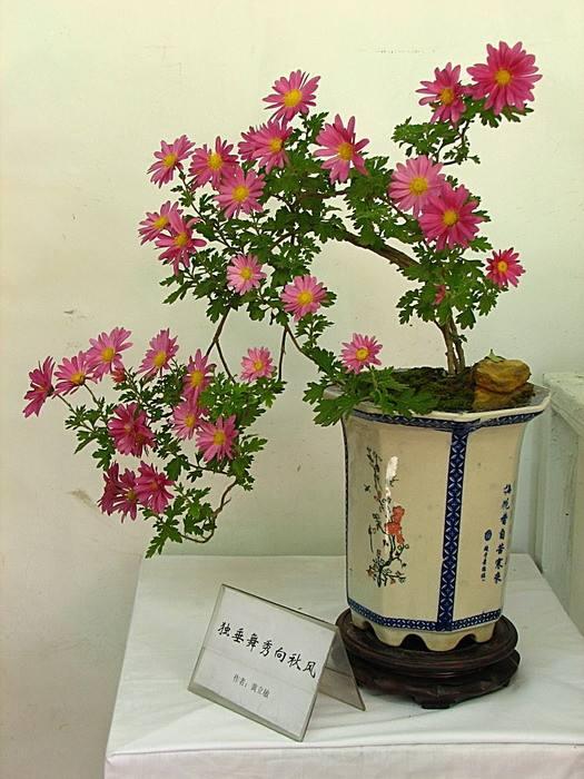 附桩式盆景菊花的栽培