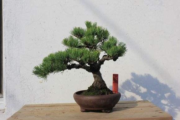 高干式大阪松盆景的蟠扎结顶与换盆