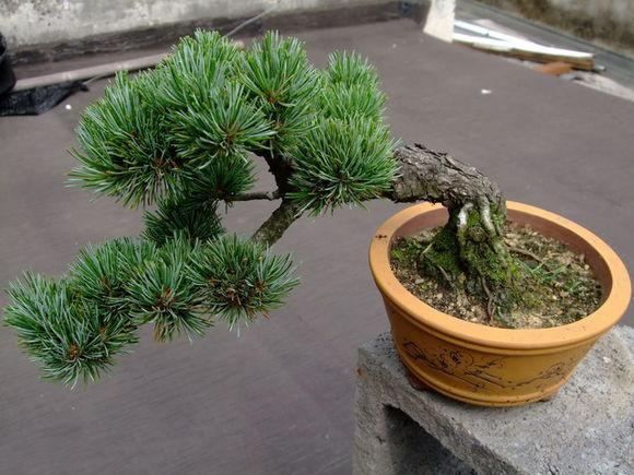 高干式大阪松盆景的蟠扎结顶与换盆