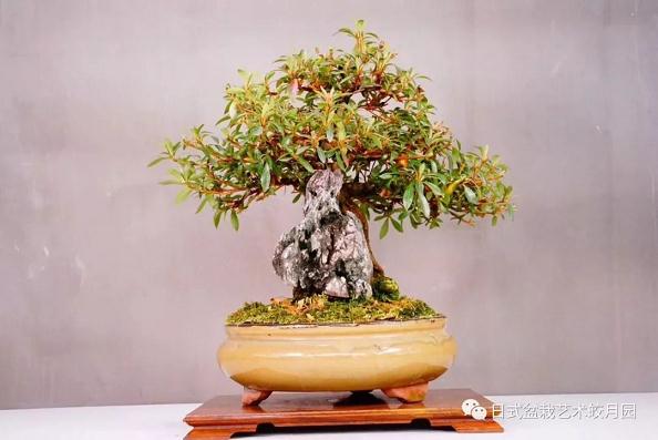 盆栽与盆景在二十世纪三十年代以前统称为盆景