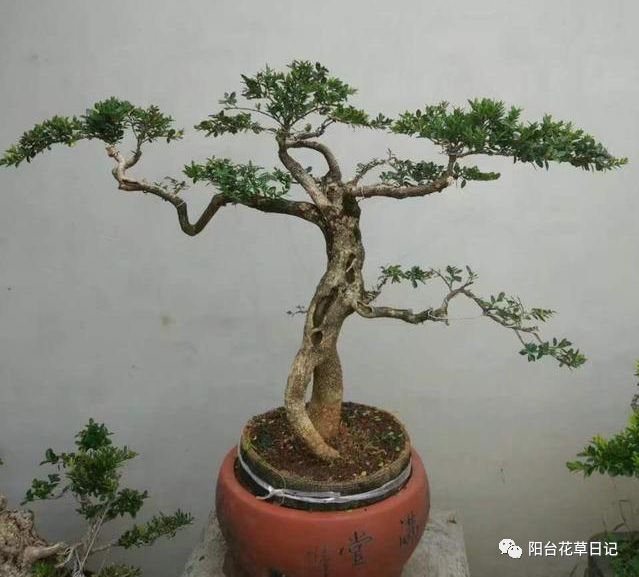 盆景四大家之&mdash;&mdash;黄杨 家有黄杨 世代栋梁!