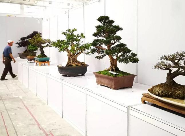 第十三届佛山盆景博览会隆重开幕