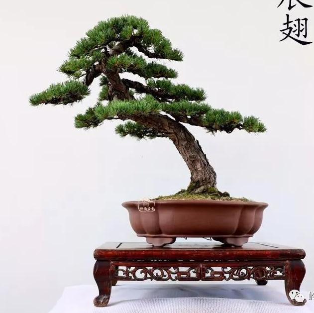 盆景艺术大师陈迪寅作品欣赏