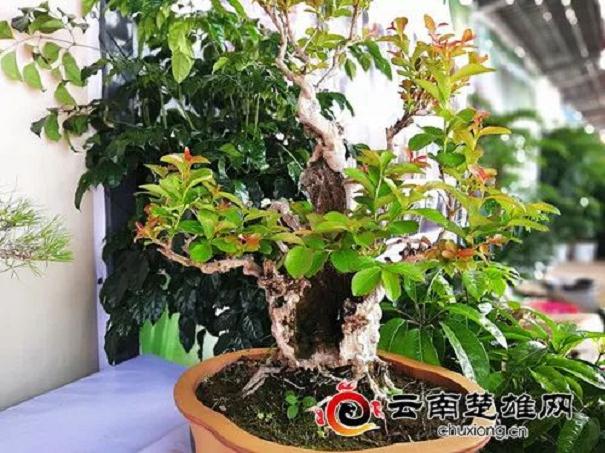 楚雄州花木盆景协会等单位协办的建州60周年