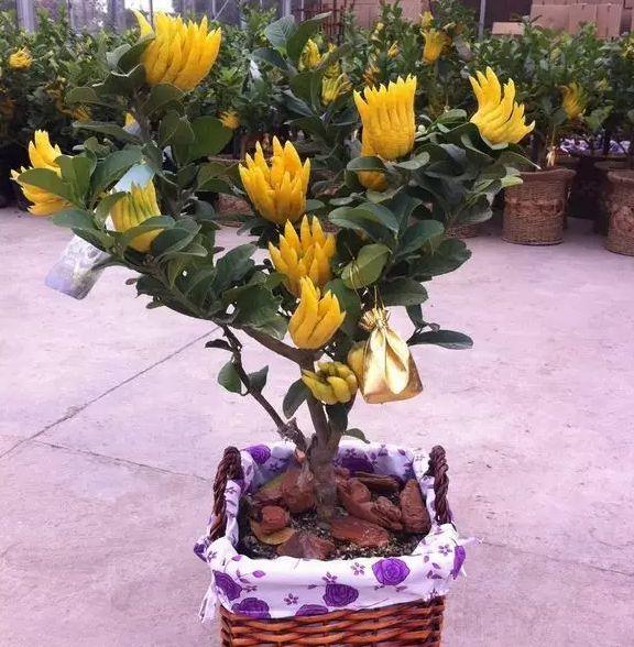 高级香味盆景金佛手当年嫁接当年结果技术