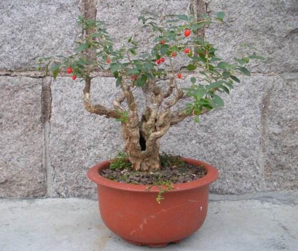 枸杞盆景怎么发芽制作的3个技术分析