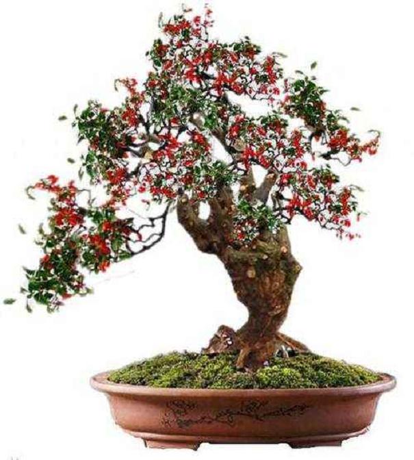 果树盆景的培育及应用