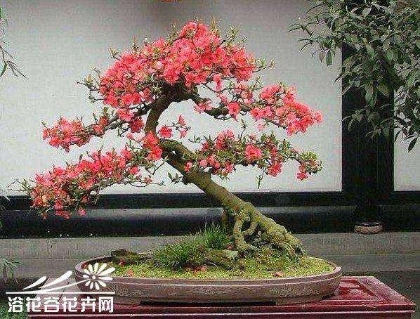 盆景在生长季的修剪方法